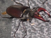 27th May 2012 - stag beetle