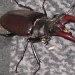 stag beetle by mariadarby