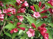 28th May 2012 - weigela in the garden