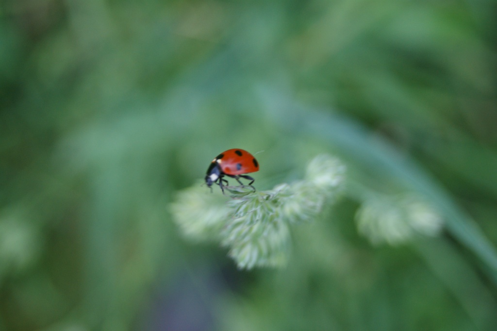 Coccinellidae by inspirare