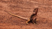 27th May 2012 - Frill neck lizard - Darwin