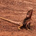 Frill neck lizard - Darwin by lbmcshutter
