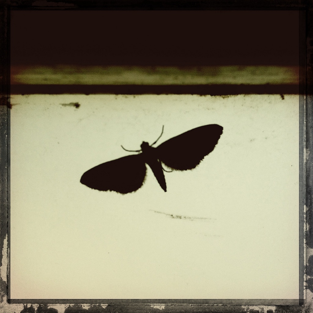 Moth by mastermek