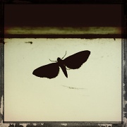 27th May 2012 - Moth
