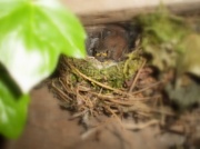 28th May 2012 - Wrens nest...