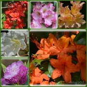 27th May 2012 - colors of the rhody