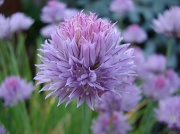 24th May 2012 - Chive Bloom