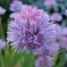Chive Bloom by brillomick