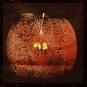 27th May 2012 - X-ray apple