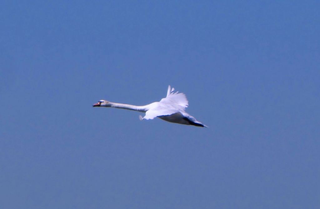 Flying Swan by itsonlyart