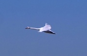 26th May 2012 - Flying Swan
