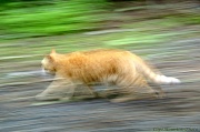 28th May 2012 - Cat in Abstract