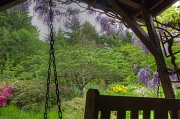 28th May 2012 - View Through the Wisteria