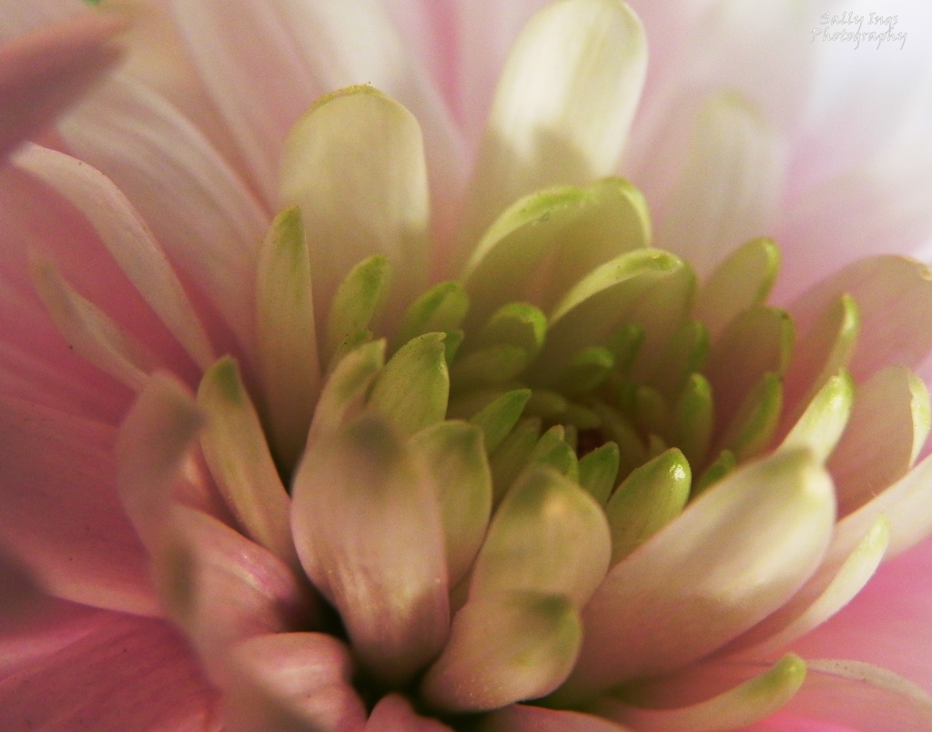 Pink Chrysanthemum by salza