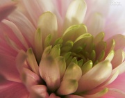 28th May 2012 - Pink Chrysanthemum
