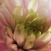 Pink Chrysanthemum by salza