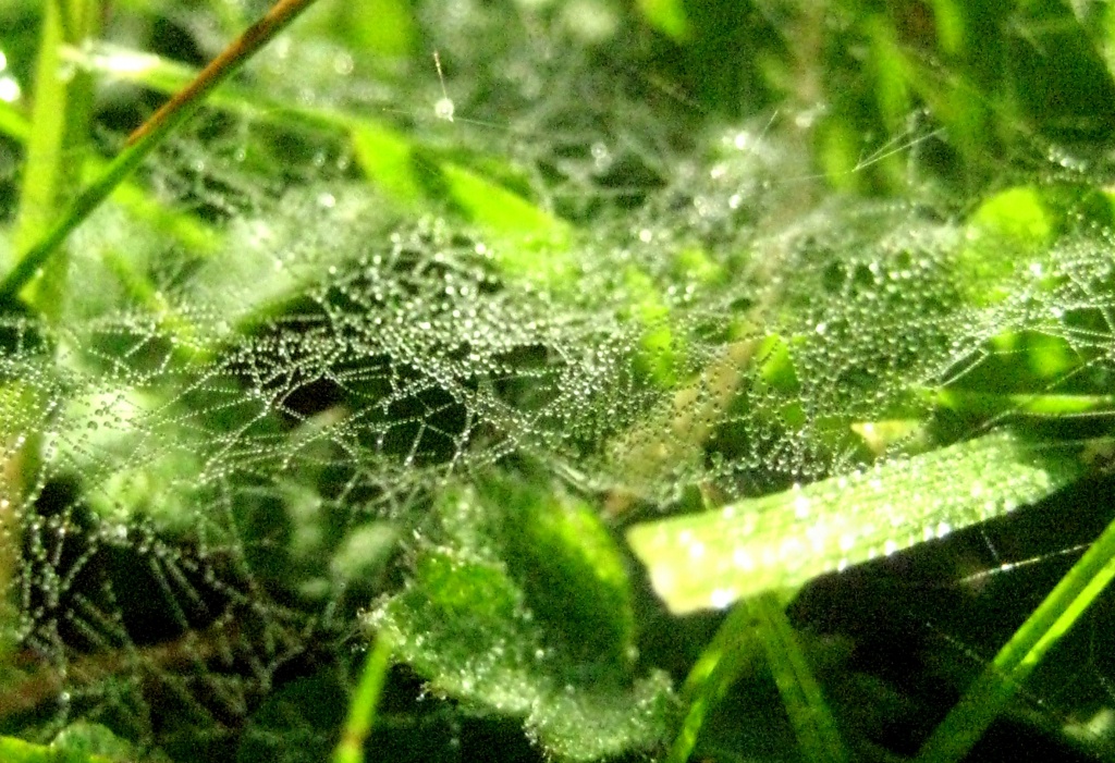 Spiders' Necklaces    28.5.12 by filsie65
