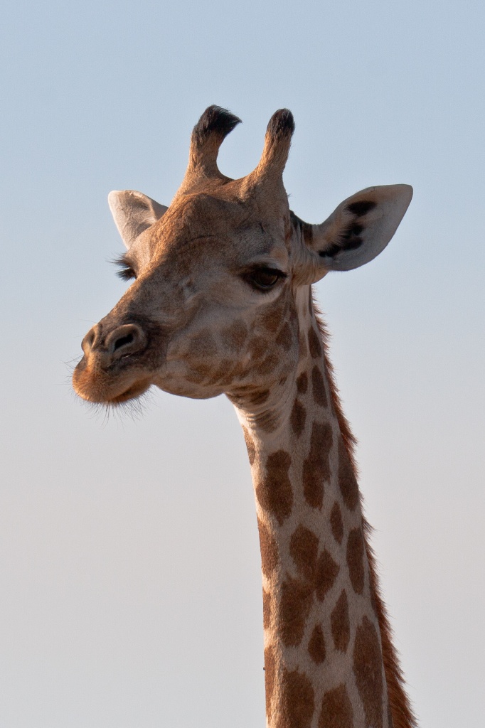 giraffe by peadar