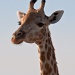 giraffe by peadar