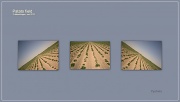 27th May 2012 - Patato fields 