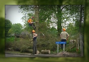 28th May 2012 - tree felling at the park