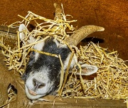 28th May 2012 - goat in a manger
