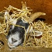 goat in a manger by jantan