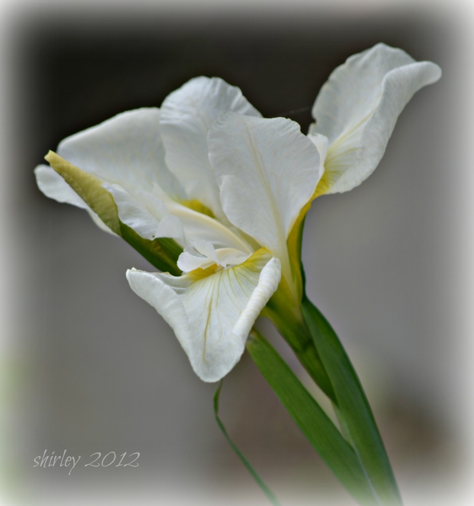 white iris by mjmaven