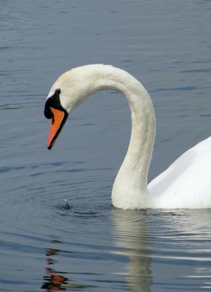 my swan by summerfield