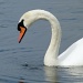 my swan by summerfield
