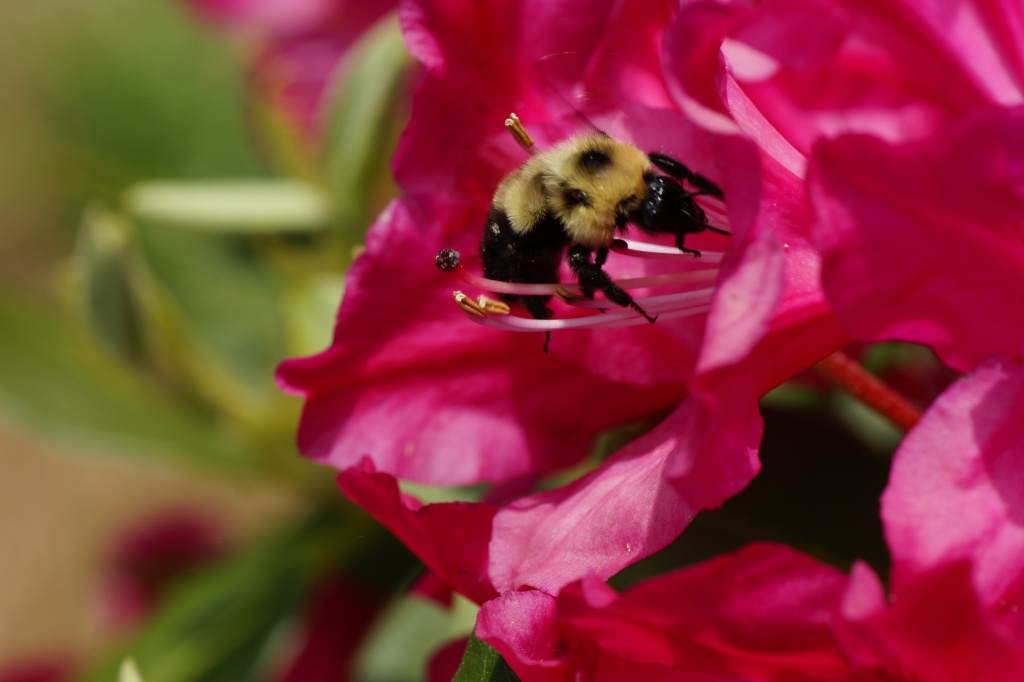 Bumblebees Galore by rob257
