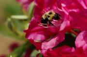 28th May 2012 - Bumblebees Galore