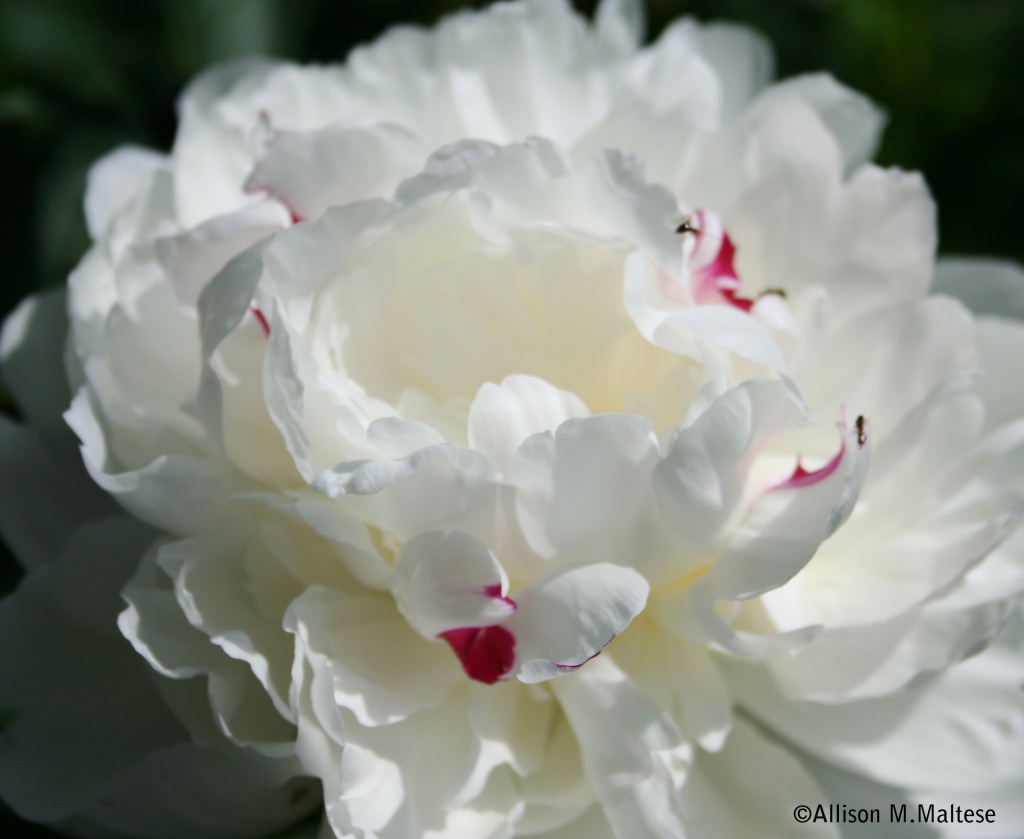 White Peony by falcon11