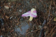 28th May 2012 - My moth friend.  