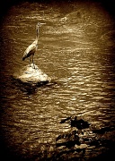 24th May 2012 - The Crane