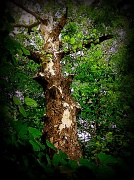26th May 2012 - The Sycamore Tree