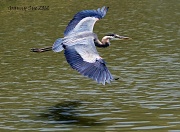 28th May 2012 - IMG_1204 Great Blue Heron