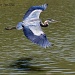 IMG_1204 Great Blue Heron by grannysue