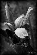 28th May 2012 - Purple Iris and Daddy Longlegs