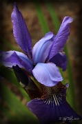 27th May 2012 - Purple Iris and Daddy Longlegs (Color)