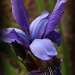 Purple Iris and Daddy Longlegs (Color) by skipt07