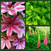 29th May 2012 - Lupin, Hosta, Nelly Moser.