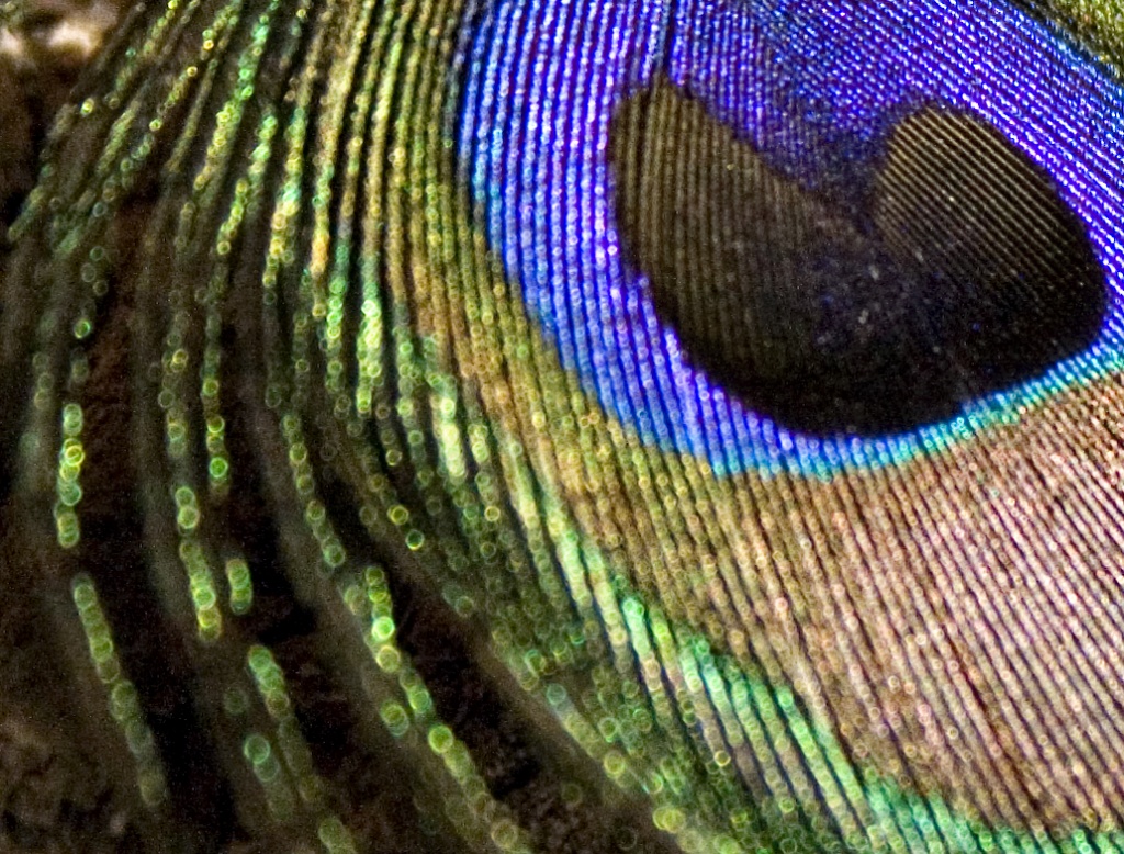 peacock bokeh by corymbia
