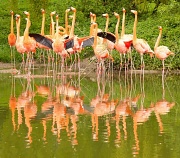 17th May 2012 - Flamingo