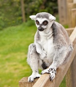18th May 2012 - Lemur