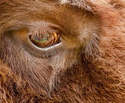 21st May 2012 - Bison