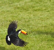 23rd May 2012 - Toucan Flying