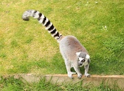 15th May 2012 - Do You Like My Tail?