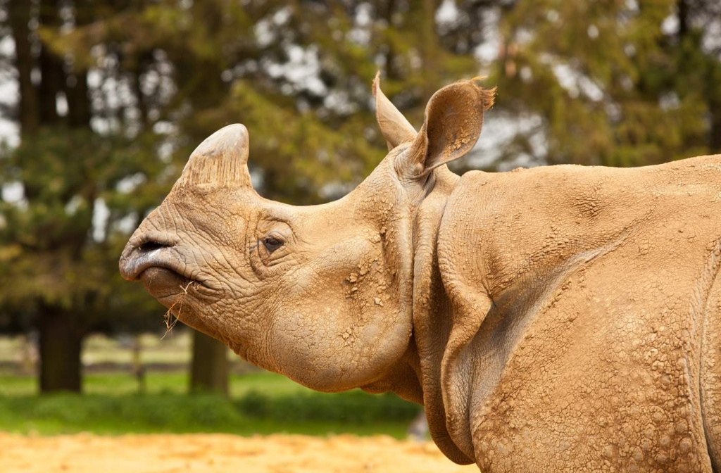 Portrait Of A Rhino by netkonnexion