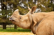 24th May 2012 - Portrait Of A Rhino